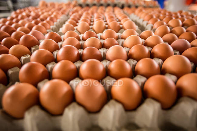 Картоны с яйцами движутся по производственной линии на заводе — стоковое фото