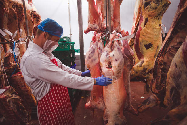 Butcher examining the red meat hanging in storage room at butchers shop — Stock Photo