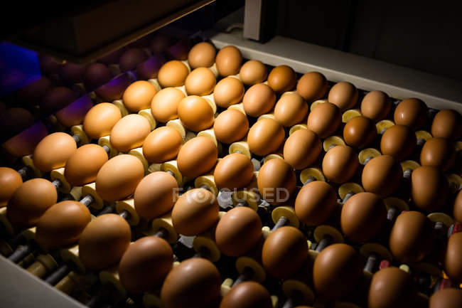 Eggs in lighting control quality in egg factory — Stock Photo