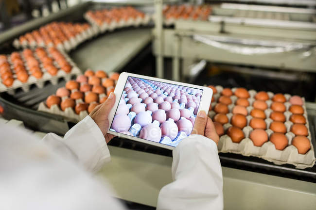 Обрізане зображення жіночого персоналу, що закріплює зображення яєчних коробок на цифровому столі на заводі — стокове фото