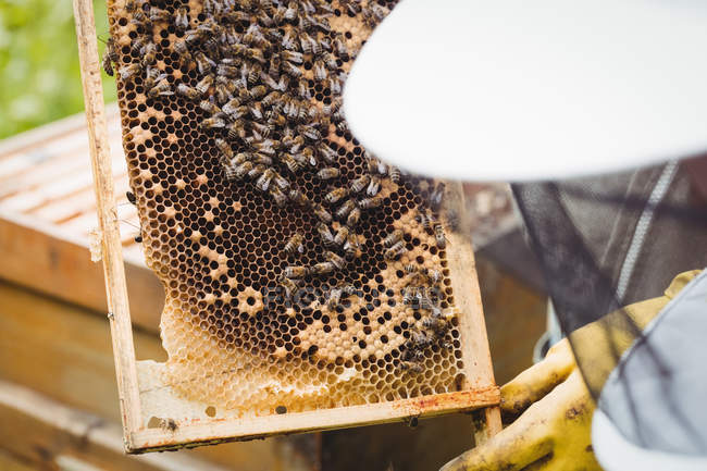 Geschnittenes Bild eines Imkers, der Bienenstöcke im Feld hält und untersucht — Stockfoto