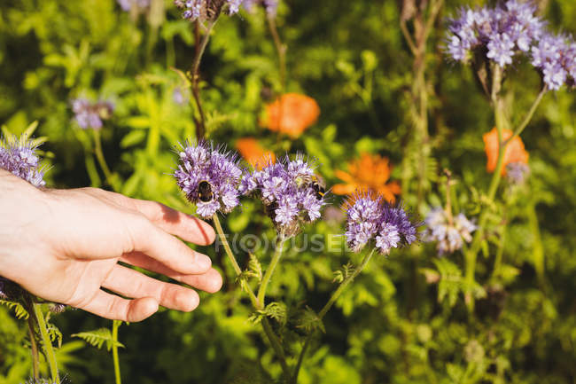 Geschnittenes Bild eines Mannes, der Lavendelblüte mit Honigbiene im Feld berührt — Stockfoto