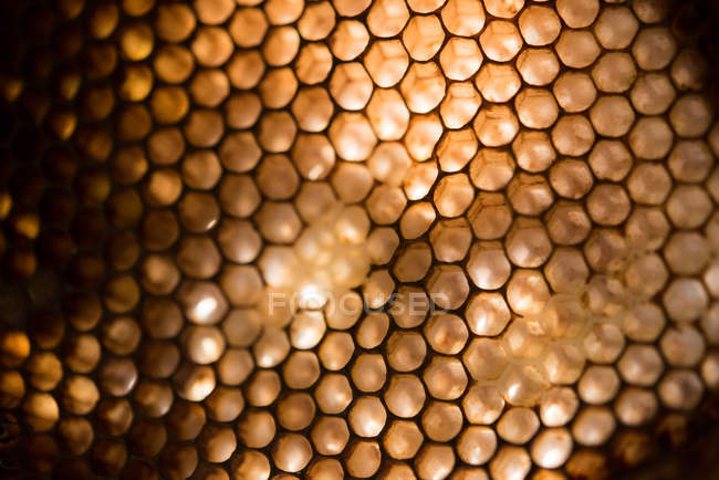 Close-up de favo de mel no dia ensolarado — Fotografia de Stock