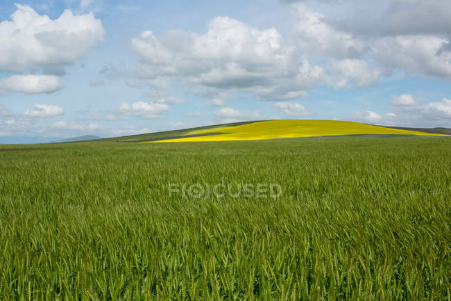 Vista del hermoso campo verde en el día soleado - foto de stock