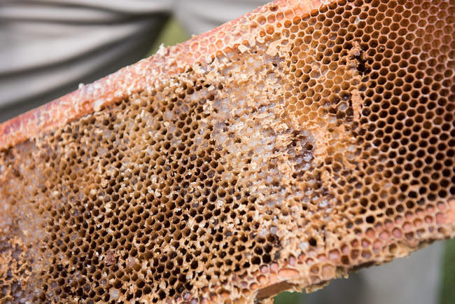 Close-up of patterned beehive with honey in apiary garden — Stock Photo