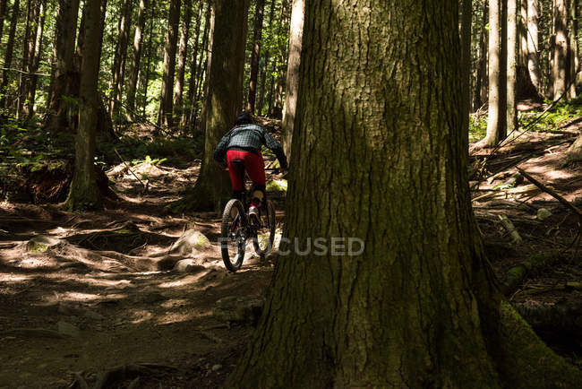 Vista trasera del ciclista masculino en bicicleta en el bosque a la luz del sol - foto de stock