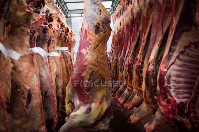Carcasse di carne rossa pelate appese nel magazzino della macelleria — Foto stock