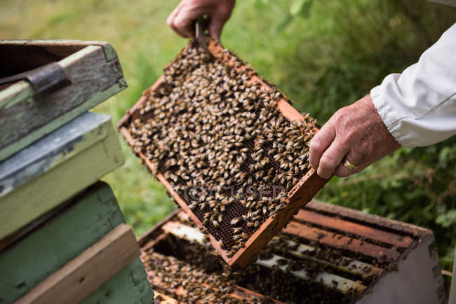 Apicoltore rimozione telaio in legno da alveare a giardino apiario — Foto stock