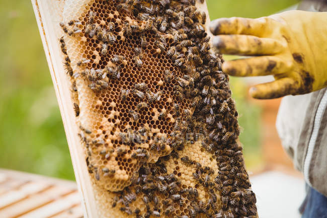 Imagem cortada de apicultor segurando e examinando colmeia no campo — Fotografia de Stock