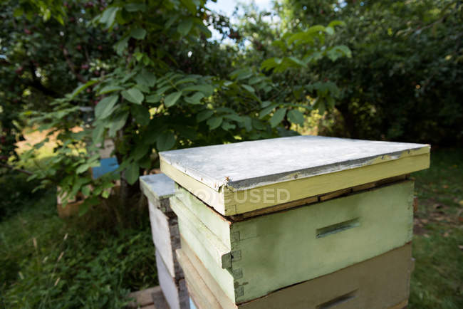 Colmenas de abejas en un jardín colmenar en un día soleado - foto de stock