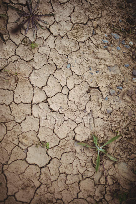 Close-up de solo seco rachado marrom — Fotografia de Stock