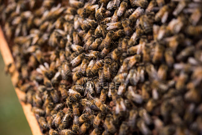 Avvicinamento delle api sul telaio a nido d'ape — Foto stock