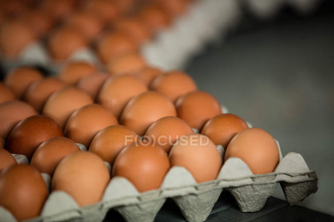 Cajas de huevos que se mueven en la línea de producción en fábrica - foto de stock