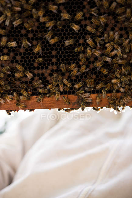 Close up de abelhas no quadro favo de mel — Fotografia de Stock