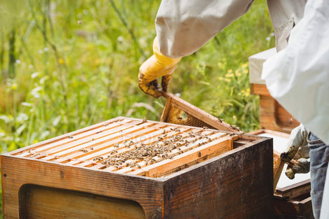Imagen recortada de apicultores sosteniendo y examinando la colmena en el campo - foto de stock