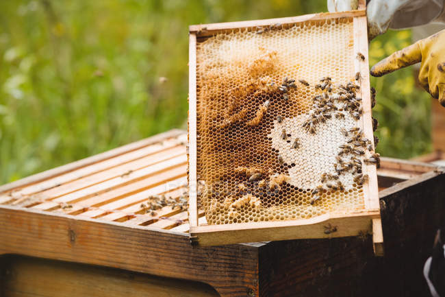 Обрезанное изображение пчеловодов, держащих и осматривающих улей в поле — стоковое фото