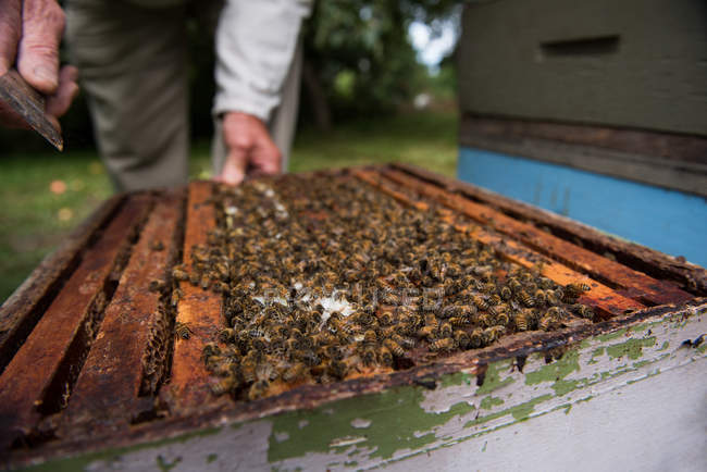 Parte central do apicultor que remove favo de mel da colmeia no jardim apiário — Fotografia de Stock