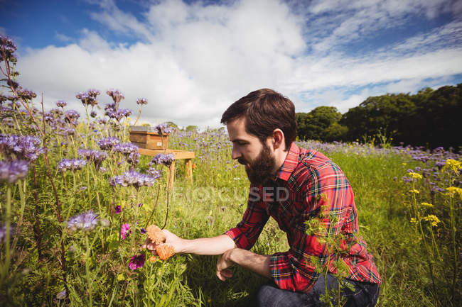 Apicultor examinando hermosas flores de lavanda en el campo - foto de stock