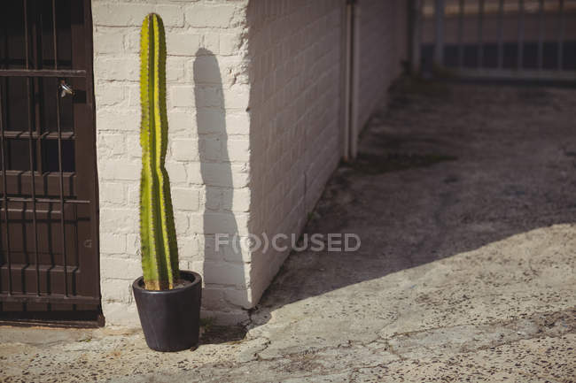 Potted Cactus near brick wall at sunny day — Stock Photo