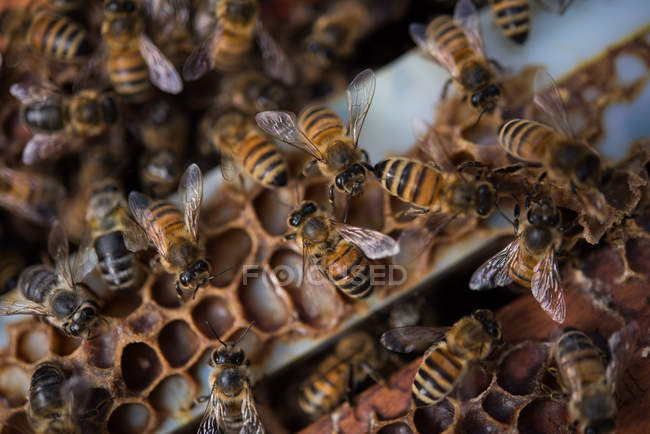 Крупный план пчел на раме из сотовых клеток — стоковое фото