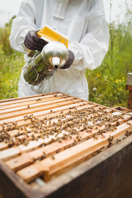 Imagem recortada do apicultor usando fumante de abelha em campo — Fotografia de Stock