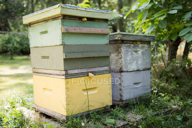 Ульи пчёл в пасечном саду в солнечный день — стоковое фото
