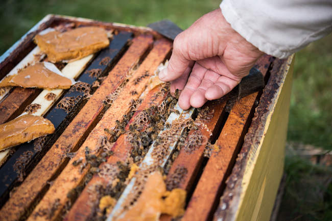 Primer plano del apicultor que sostiene la abeja melífera - foto de stock