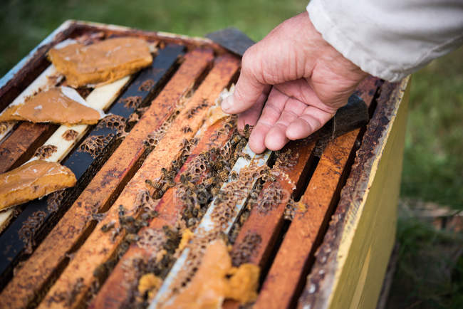 Close-up of beekeeper holding honey bee — Stock Photo