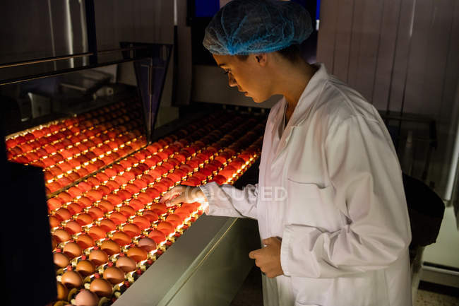 Женский персонал проверяет качество яиц в контроле освещения на яйцефабрике — стоковое фото