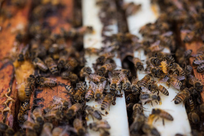 Close up of bees on honeycomb frame — Stock Photo