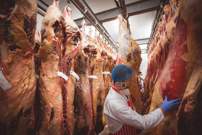 Açougueiro examinando as carcaças de carne vermelha penduradas na sala de armazenamento do açougue — Fotografia de Stock