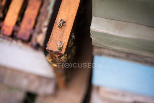 Close-up of honey bees on wooden beehive — Stock Photo