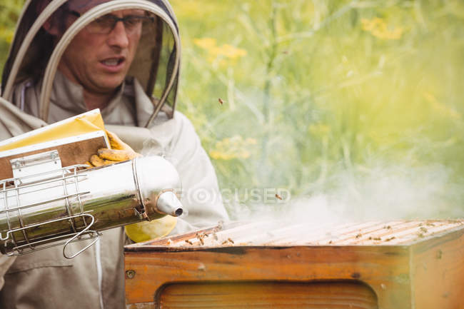 Пчеловод с помощью курильщика в поле — стоковое фото