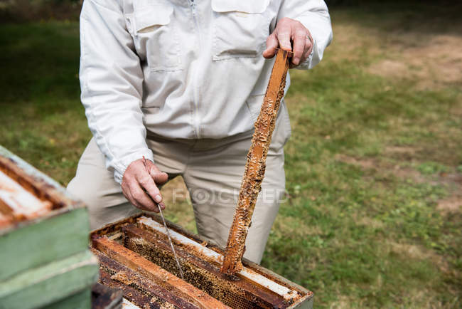 Sezione centrale dell'apicoltore che rimuove il favo dall'alveare nel giardino dell'apiario — Foto stock