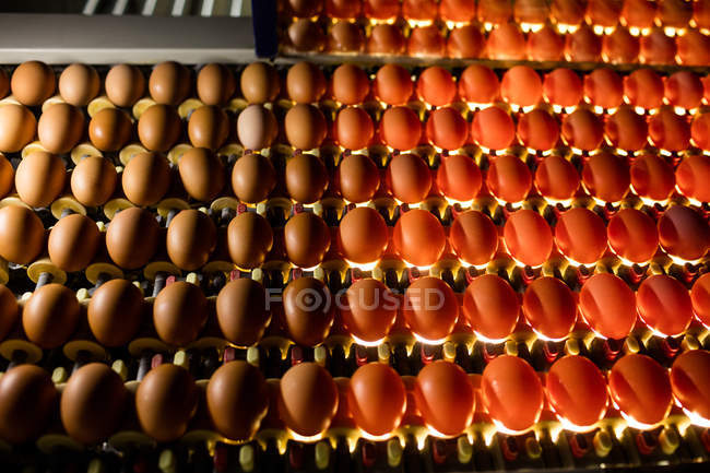 Huevos en calidad de control de iluminación en fábrica de huevos - foto de stock