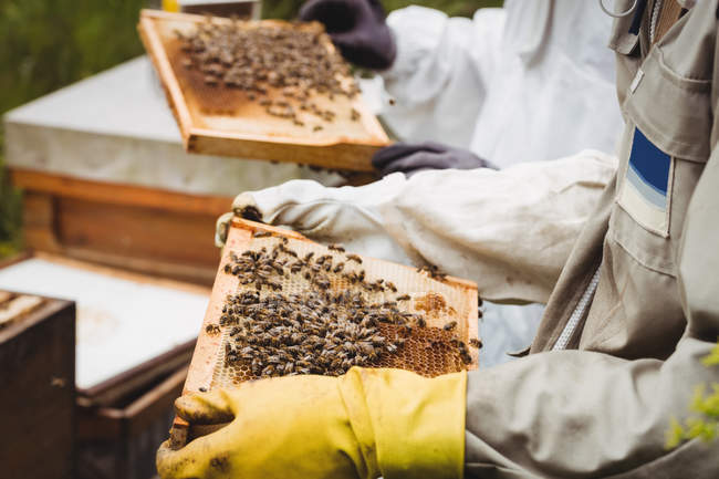 Cropped image of Beekeepers holding and examining beehive in field — Stock Photo