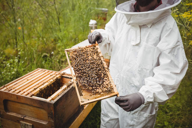 Image recadrée de l'apiculteur tenant et examinant une ruche sur le terrain — Photo de stock