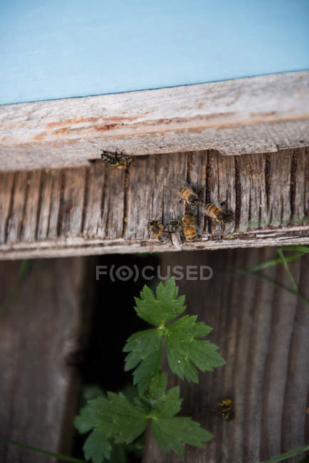 Nahaufnahme von Honigbienen auf Bauernhof-Holzkiste — Stockfoto