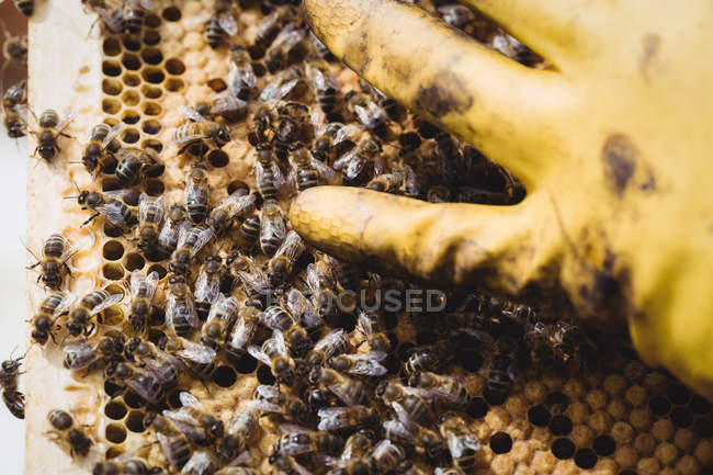 Image recadrée d'un apiculteur tenant un cadre en miel — Photo de stock