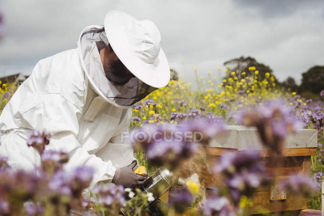 Пчеловод с помощью курильщика в поле — стоковое фото