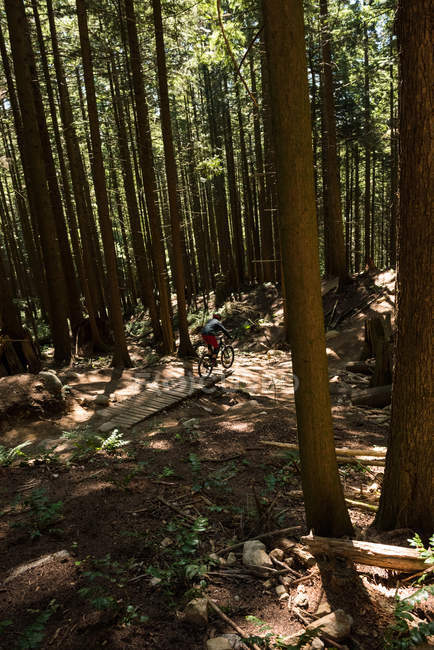 Ciclismo masculino en el bosque a la luz del sol - foto de stock