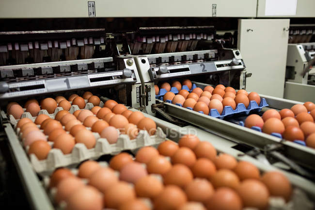 Las cajas de huevos se mueven en la línea de producción en la fábrica de huevos - foto de stock