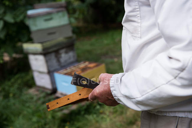 Sección media del apicultor que sostiene la colmena en un marco de madera en un jardín colmenar - foto de stock