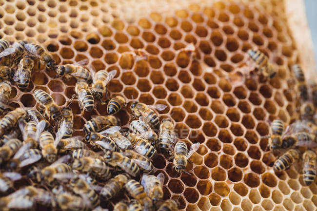 Nahaufnahme eines mit Bienen bedeckten Bienenrahmens — Stockfoto