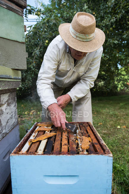 Бджоляр видалення стільники з вулик в саду Пасіка — стокове фото