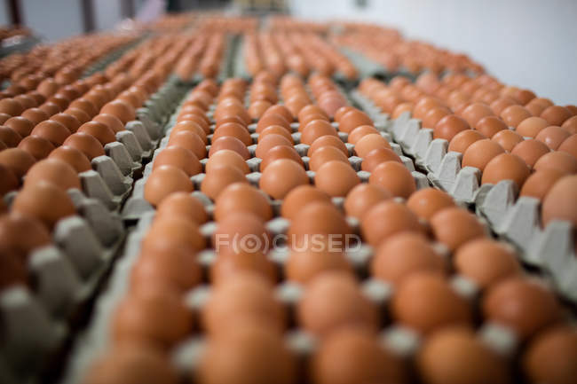 Яйця, розташовані в яєчних коробках на фабриці — стокове фото