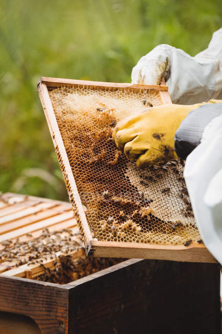 Обрізане зображення бджолярів, що тримають і вивчають вулик у полі — стокове фото