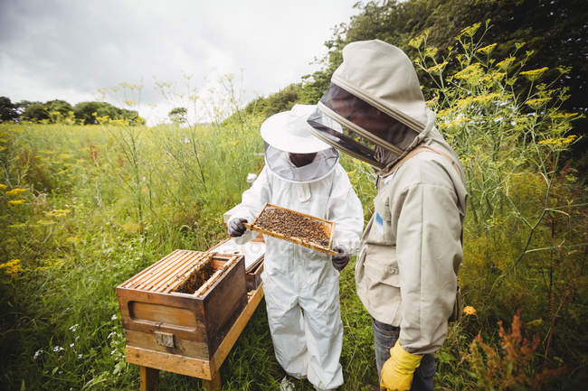 Apiculteurs détenant et examinant des ruches sur le terrain — Photo de stock