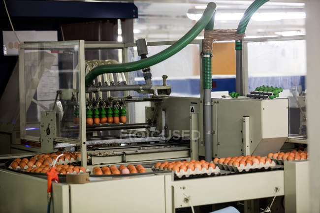 Uova in movimento sulla linea di produzione in fabbrica — Foto stock