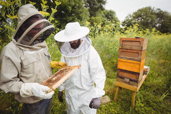 Beekeepers holding and examining beehive in field — Stock Photo